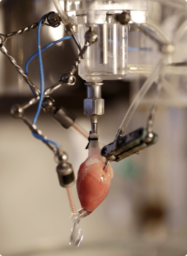 Isolated perfused heart or langendorff models for cardiac contractility investigation for inotropy, chronotropy models